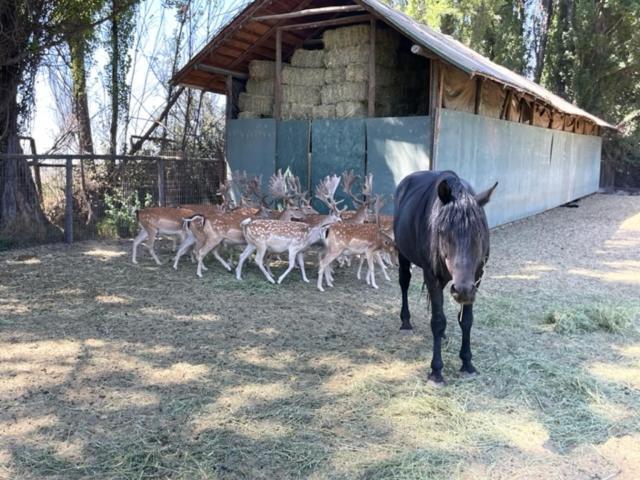 Casa Los Ciervos Pirque Buitenkant foto
